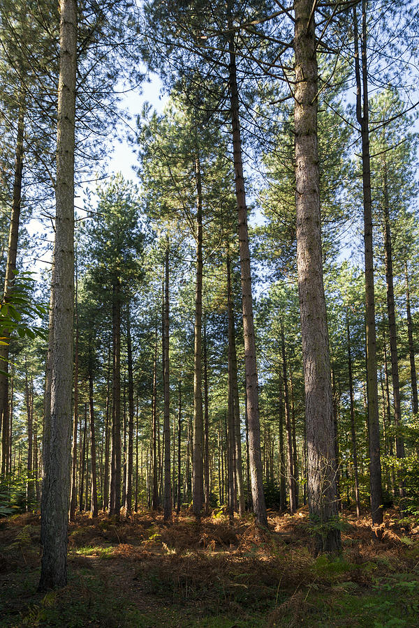 Forest Photograph - Autumn Tranquil Forest by Gillian Dernie Forest Photograph - Autumn Tranquil Forest by Gillian Dernie