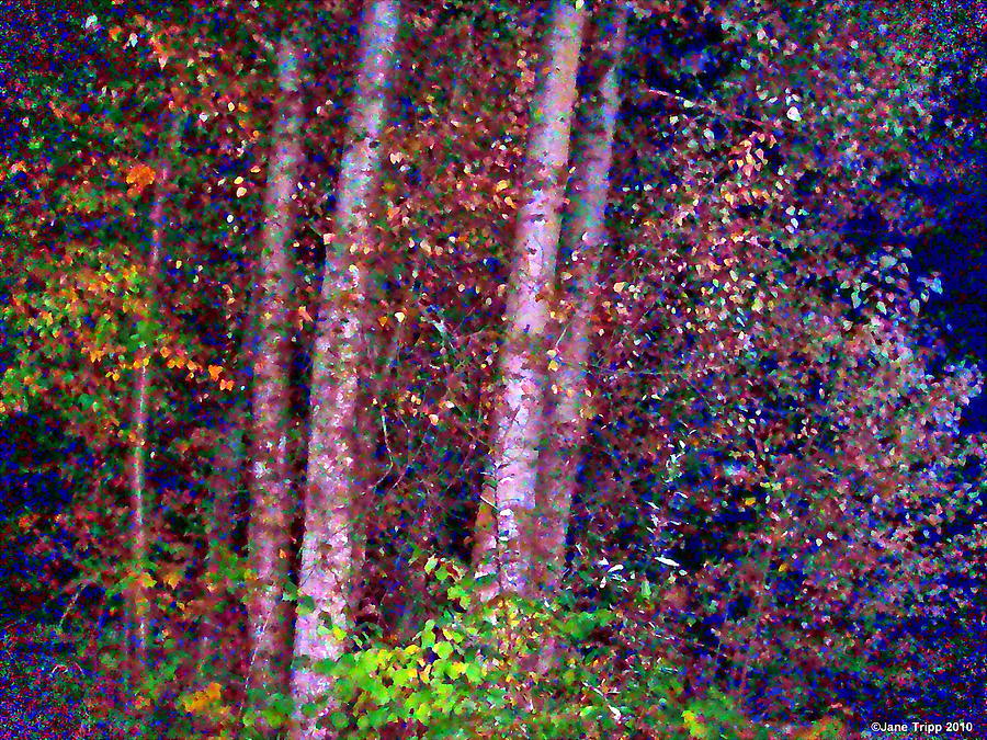 Tree Photograph - Autumn Treasure by Jane Tripp