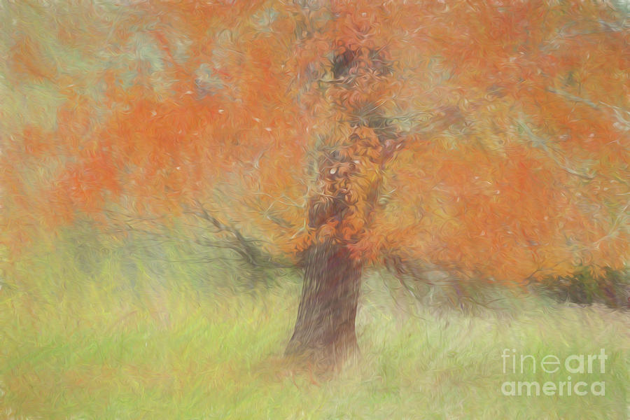 Autumn Tree # 1 Photograph by Geraldine DeBoer