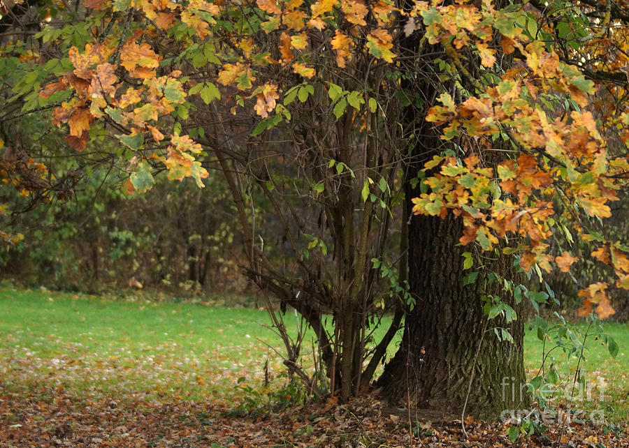 Autumn Tree 2 Photograph by Rudi Prott