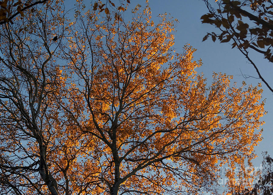 Autumn Tree 4 Photograph by Rudi Prott