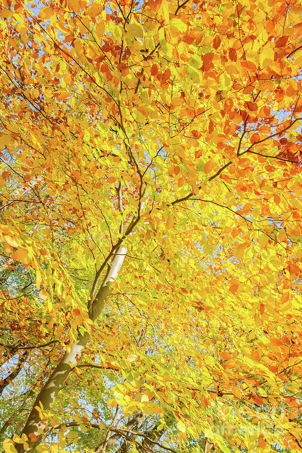 Autumn Tree Photograph by Anastasy Yarmolovich