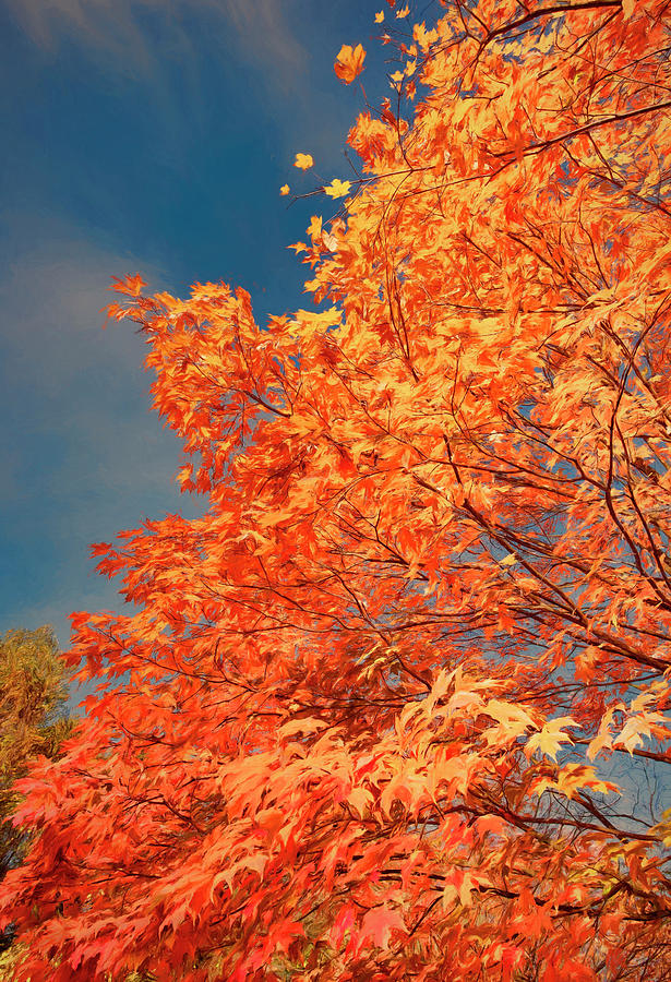 Autumn Tree And Clouds 2 Photograph by Gary Slawsky