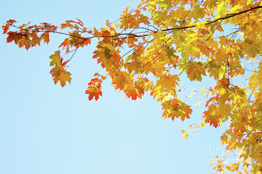 Autumn Tree and Sky Photograph by Anastasy Yarmolovich