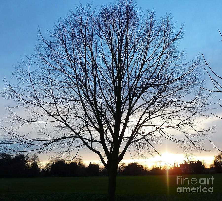 Autumn Tree and Sunset Photograph by Francesca Mackenney