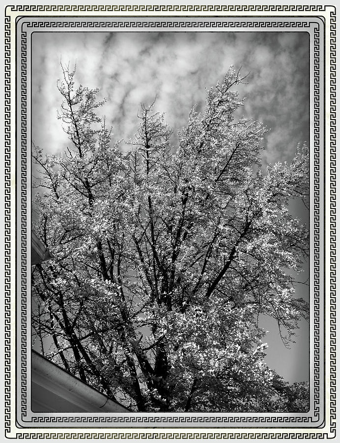Black And White Digital Art - Autumn Tree at Jim Beam in Black and White by Marian Bell