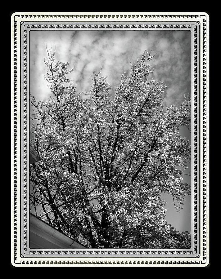 Black And White Digital Art - Autumn Tree at Jim Beam in Black and White With Black Border by Marian Bell