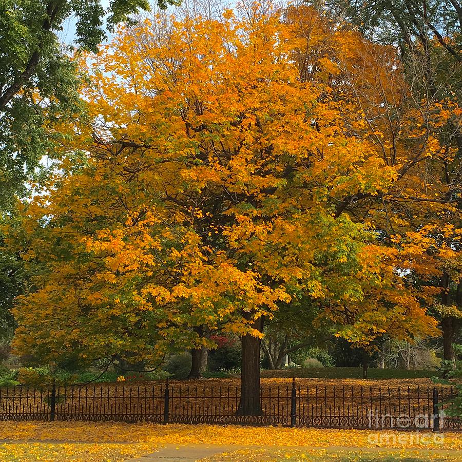 Autumn Tree At Lafayette Park Photograph by Debbie Fenelon