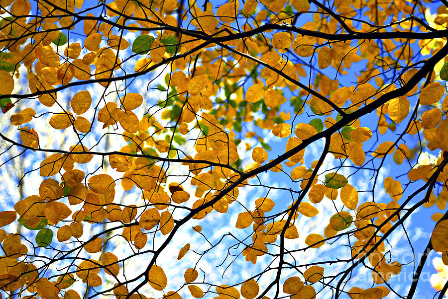 Autumn tree branches Photograph by Elena Elisseeva