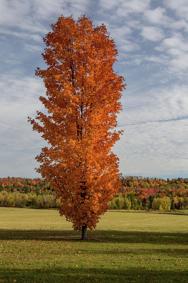 Autumn Tree Photograph by Brent L Ander