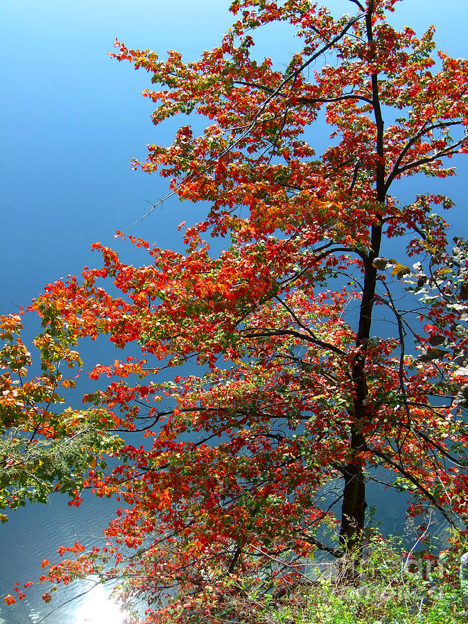 Autumn Tree by Lake Photograph Photograph by Kristen Fox