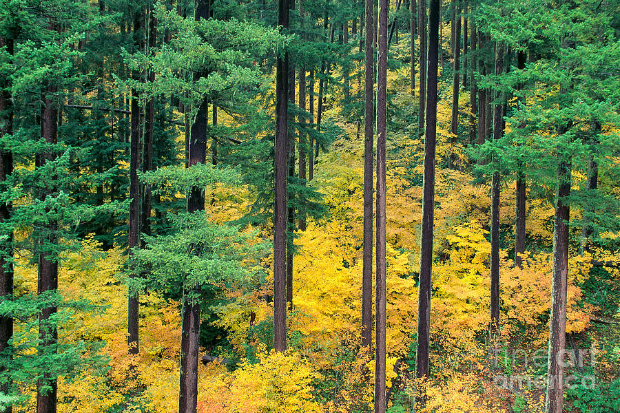 Autumn Tree Colors Photograph by Greg Vaughn - Printscapes
