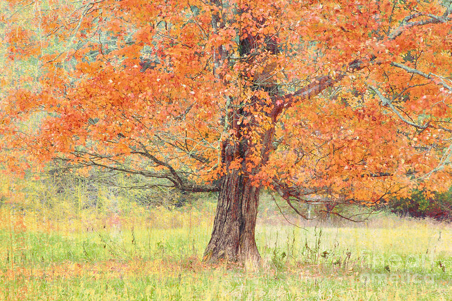 Autumn Tree Photograph by Geraldine DeBoer