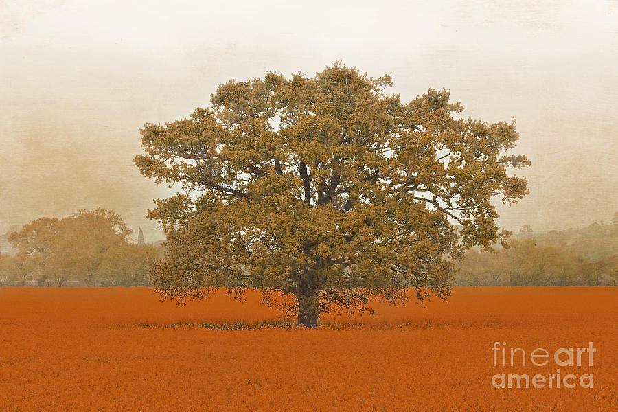 Autumn Tree In A Field Of Orange Photograph by Terri Waters
