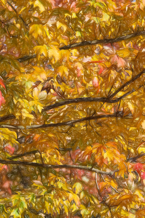 Abstract Photograph - Autumn Tree Leaves by David Letts