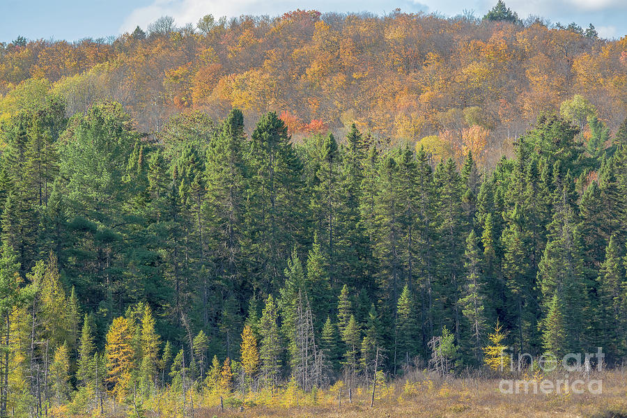 Autumn Tree line Photograph by Cheryl Baxter