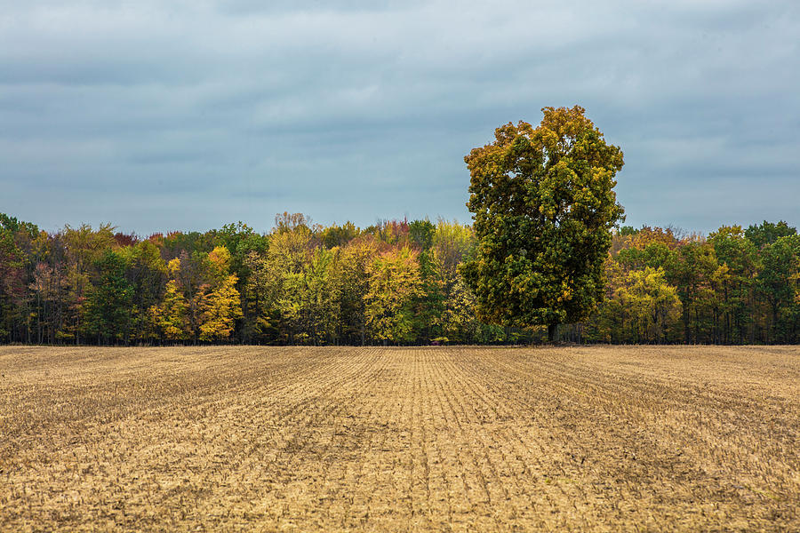 Autumn Tree Line Michigan  Photograph by John McGraw