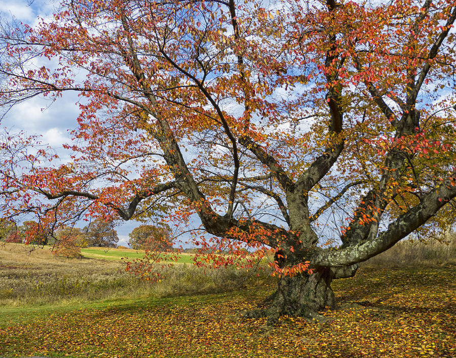 Autumn Tree by Lois Johnson Autumn Tree by Lois Johnson