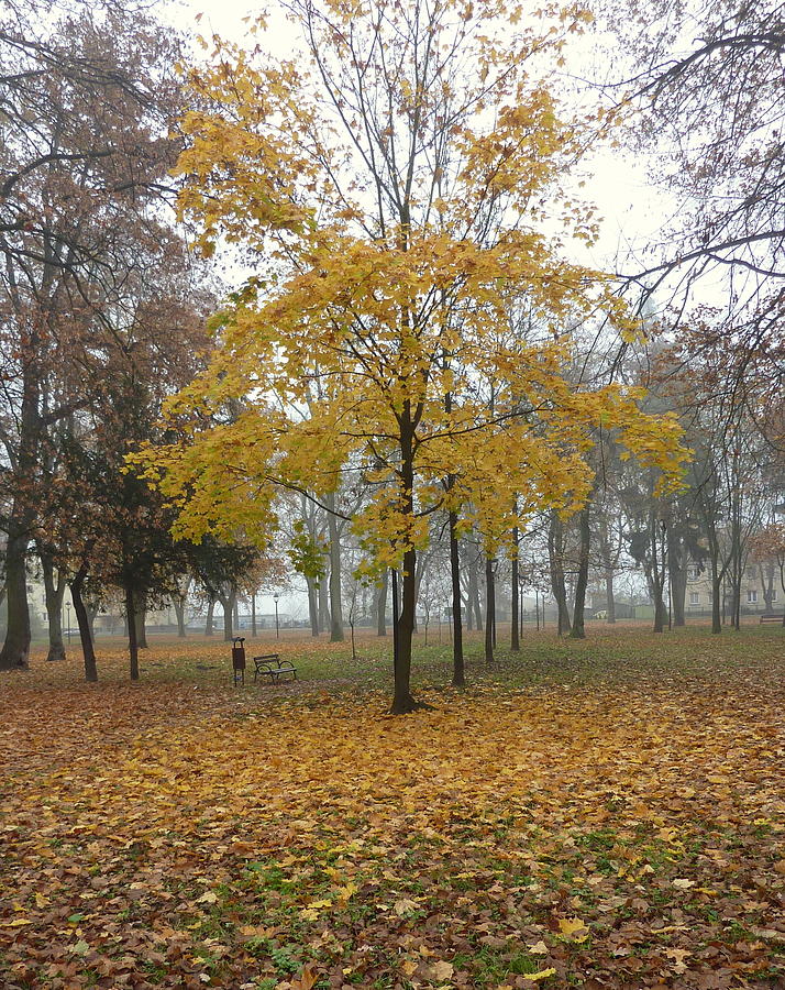 Autumn tree Photograph by Lukasz Ryszka