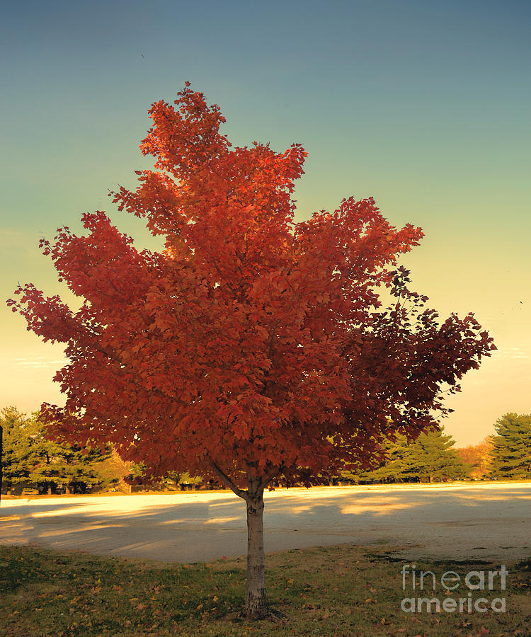 Autumn Tree  - Luther Fine Art Photograph by Luther Fine Art