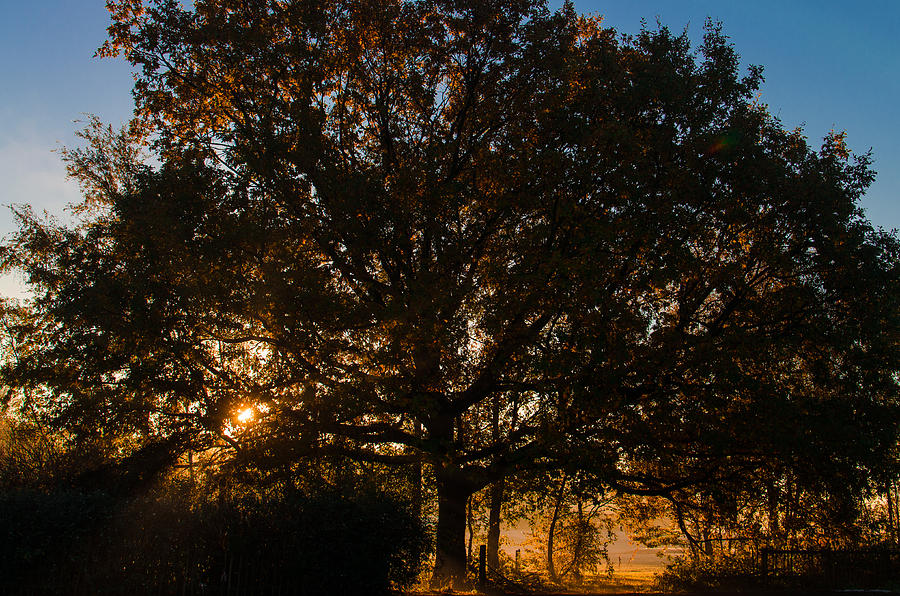 Fall Photograph - Autumn Tree by Michael Ripley
