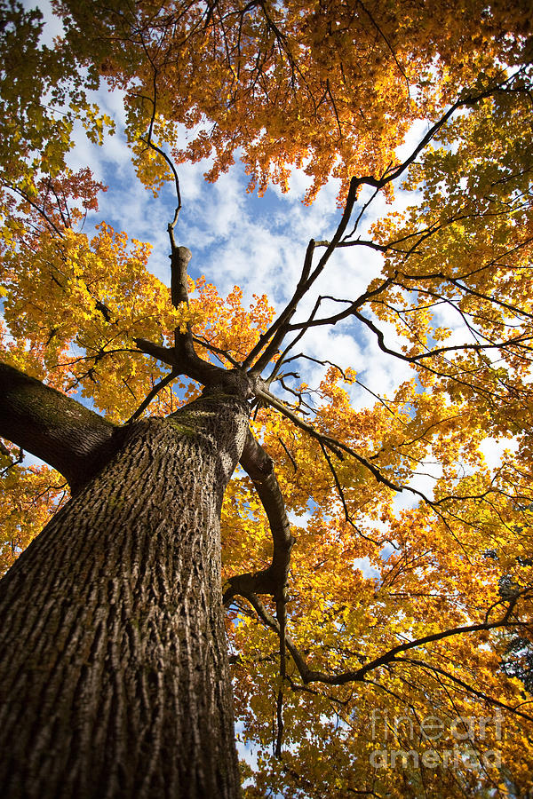 Tree Photograph - Autumn Tree by Nailia Schwarz