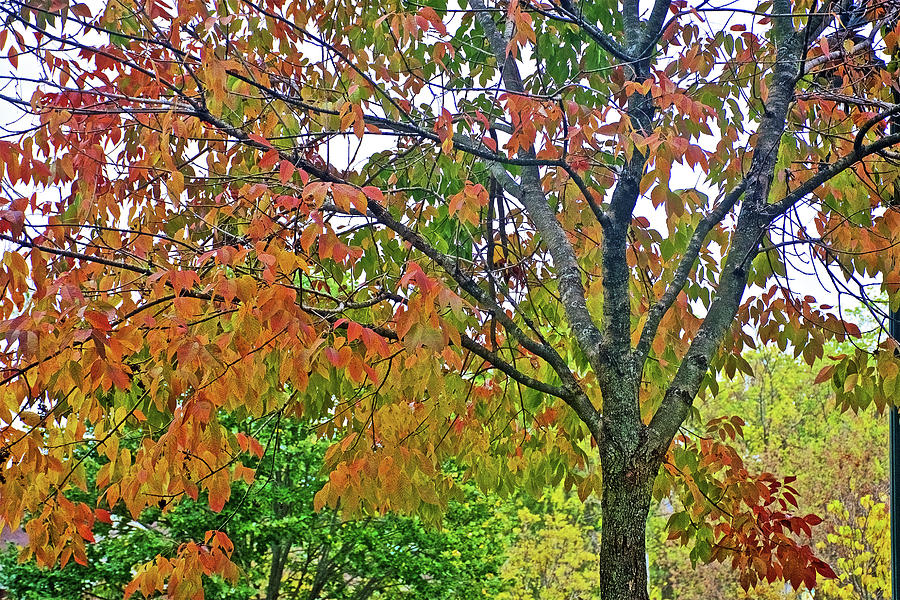 Autumn Tree on White Pine Trail in Kent County, Michigan Photograph by Ruth Hager