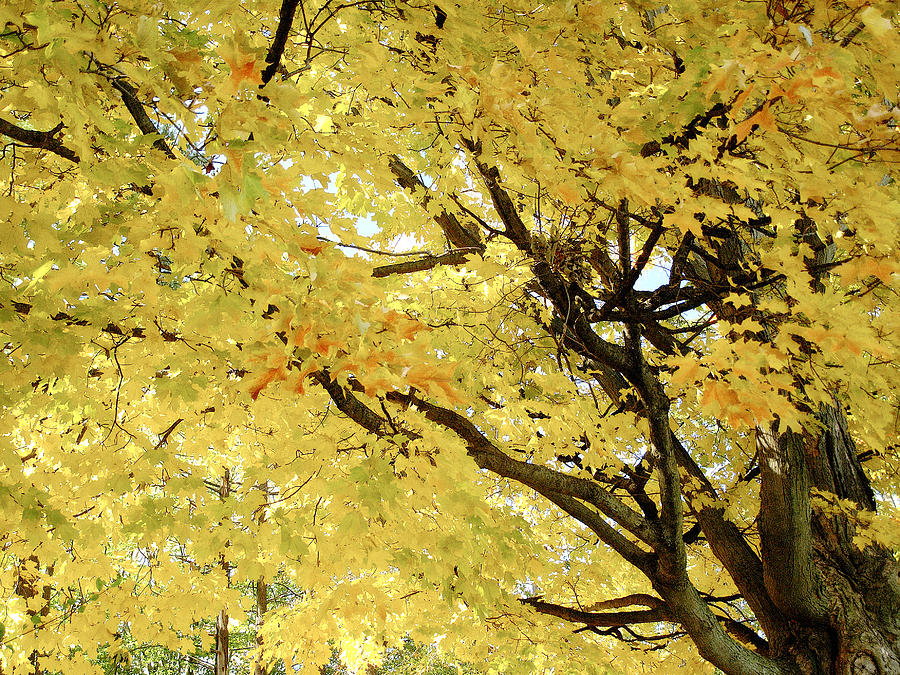 Autumn Tree Photograph by Raymond Earley