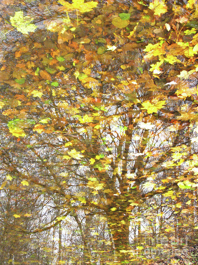 Autumn tree reflection and leaves Photograph by Irina Afonskaya