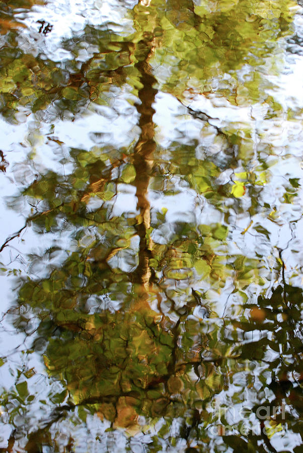 Autumn Tree Reflection Photograph by Nancy Mueller