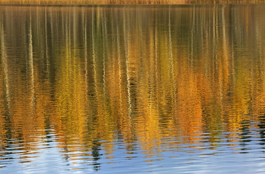 Autumn tree reflections Photograph by Elvira Butler