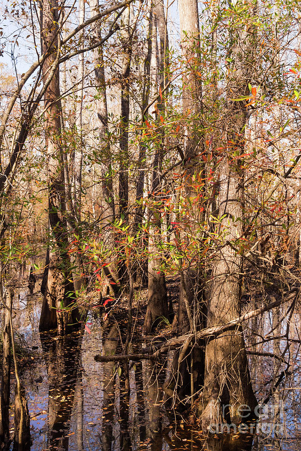 Autumn Tree Reflections in the Waccamaw Wetlands Photograph by MM Anderson
