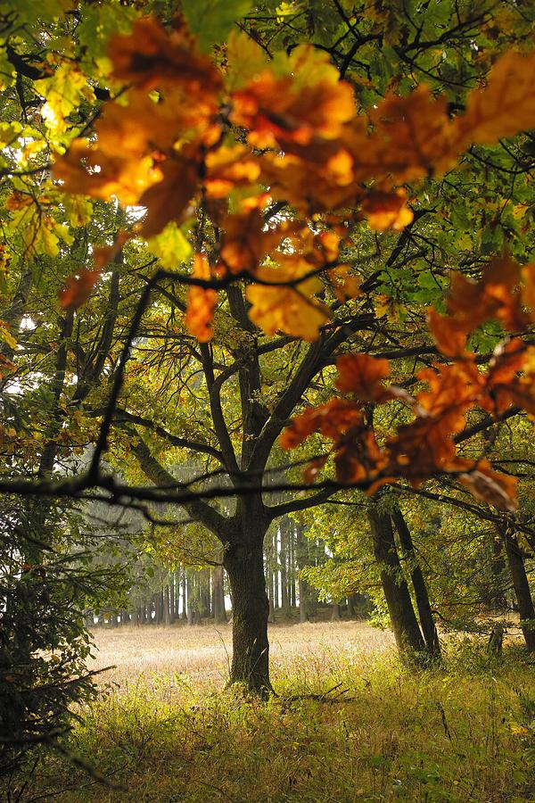 Autumn Tree Photograph