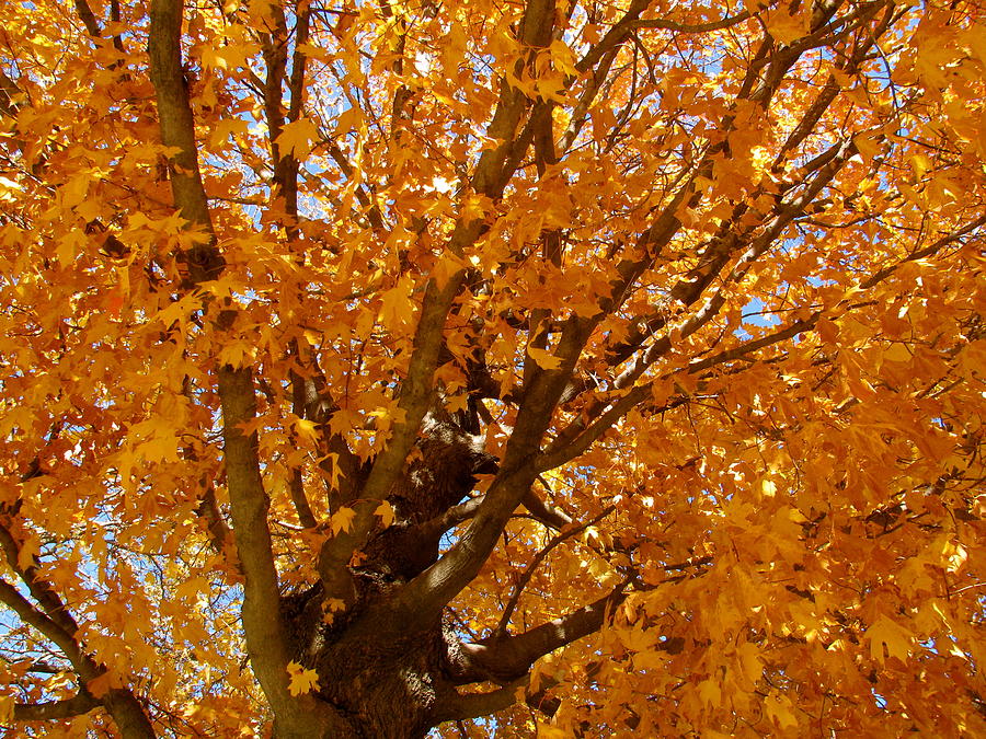 Autumn Tree Photograph by Sherri Williams - Fine Art America