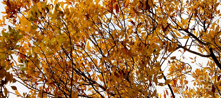 Autumn Tree Sky Photograph by Henrik Lehnerer