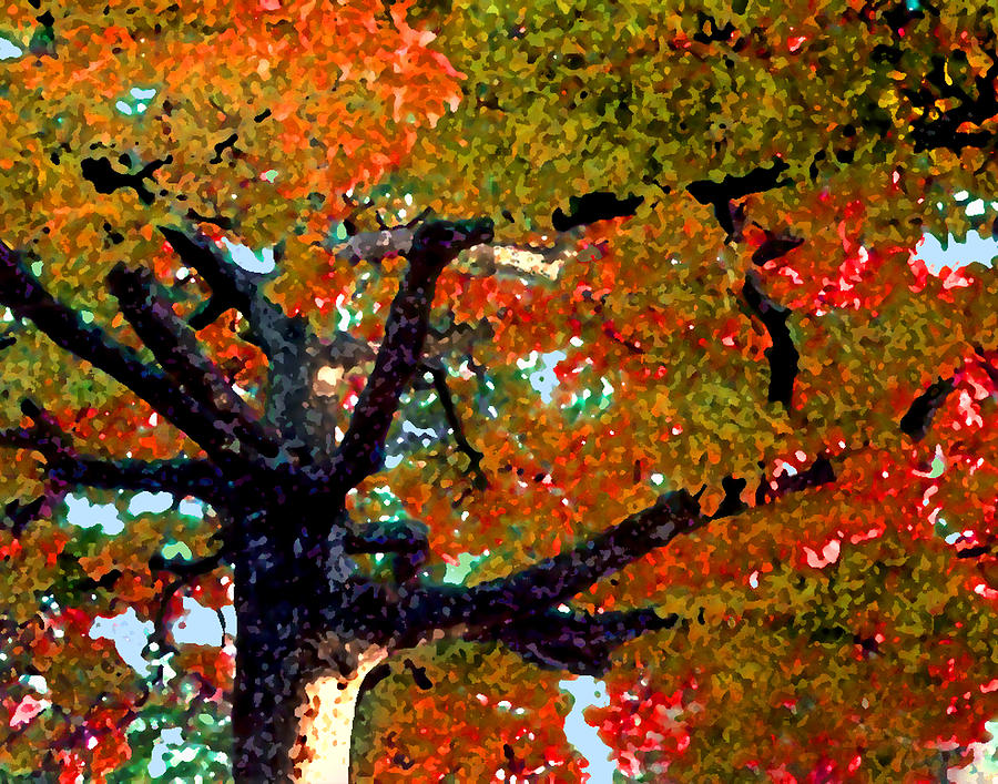 Autumn Tree Photograph by Steve Karol