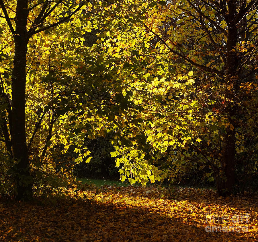 Autumn Trees 5 Photograph by Rudi Prott