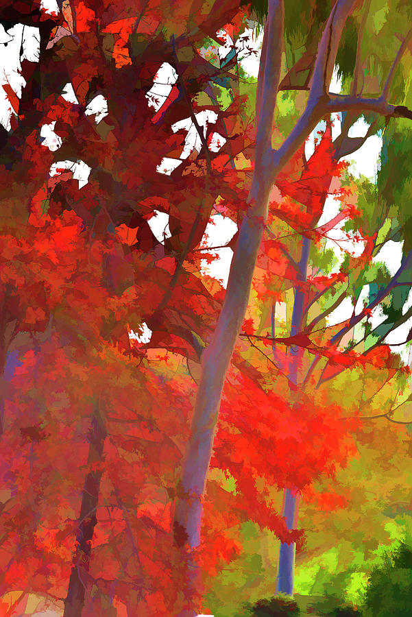 Autumn Trees Abstract 2 Digital Art by Linda Brody