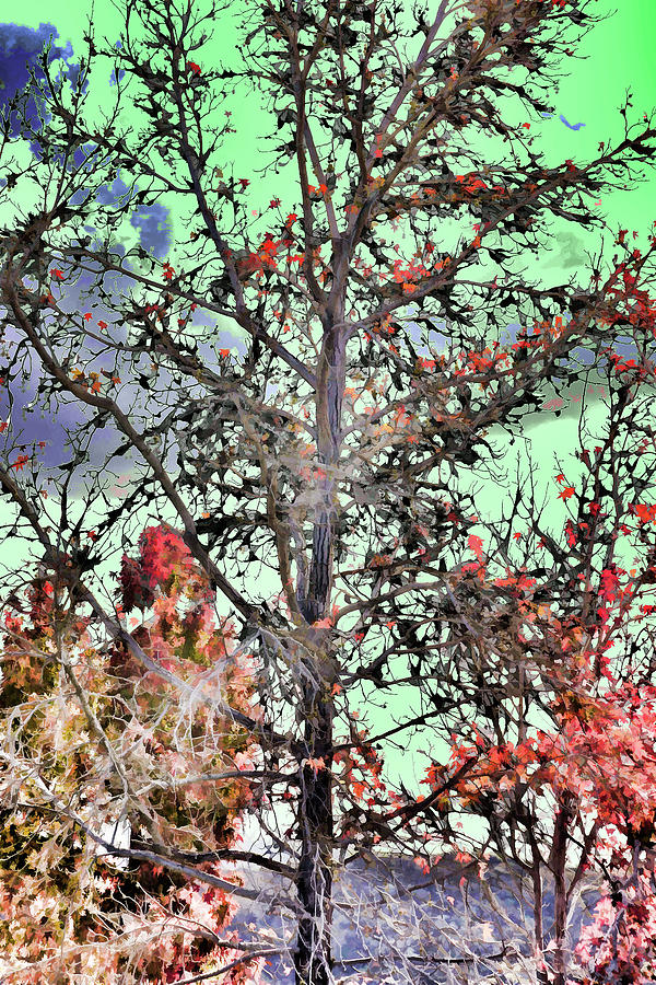 Autumn Trees Abstract 3 Digital Art by Linda Brody