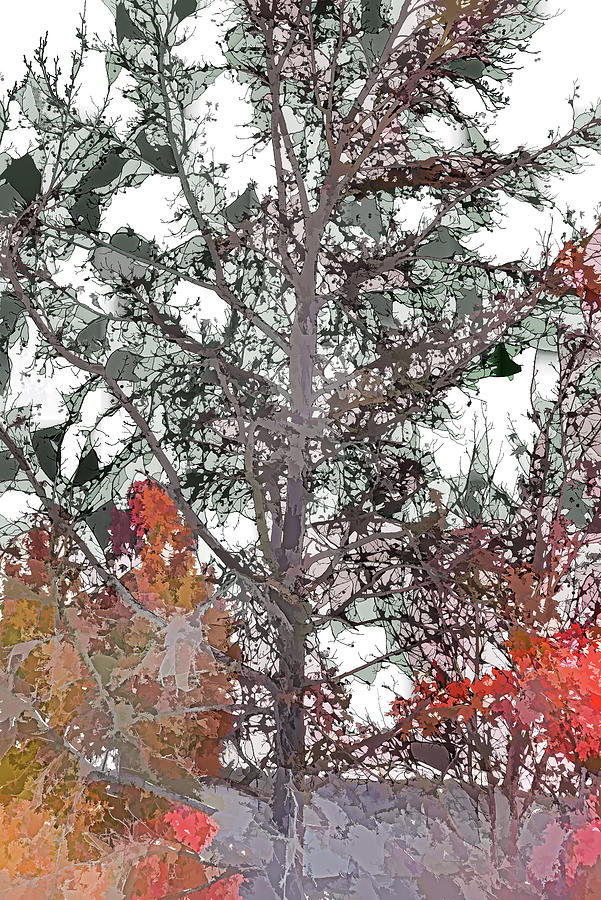 Autumn Trees Abstract 5 Digital Art by Linda Brody