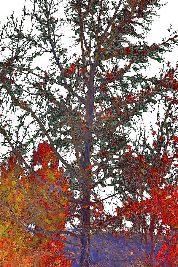 Autumn Trees Abstract 6  Digital Art by Linda Brody