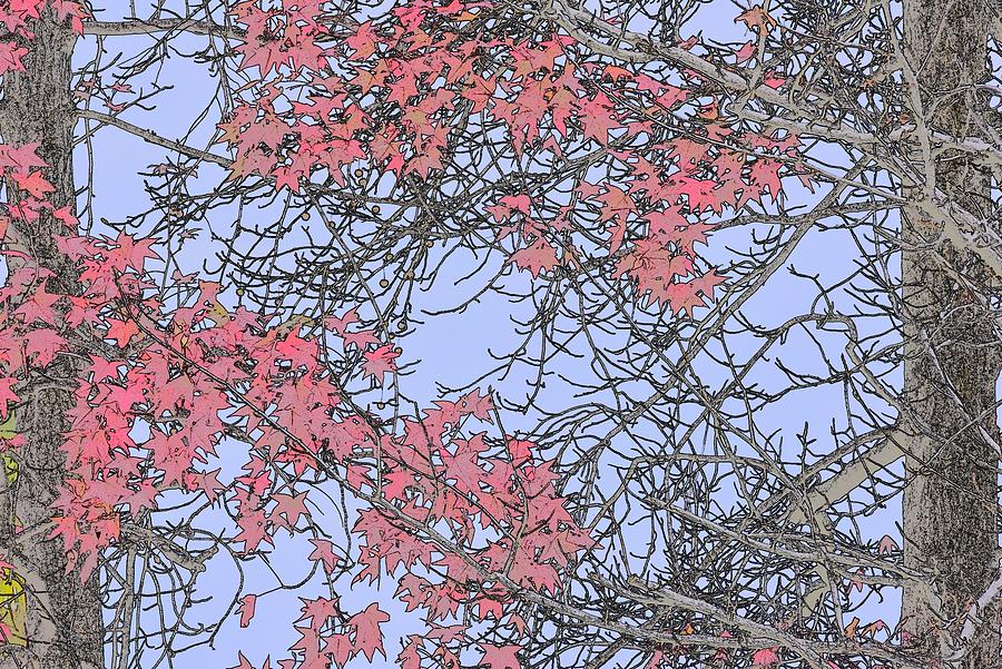 Autumn Trees Abstract 7  Digital Art by Linda Brody