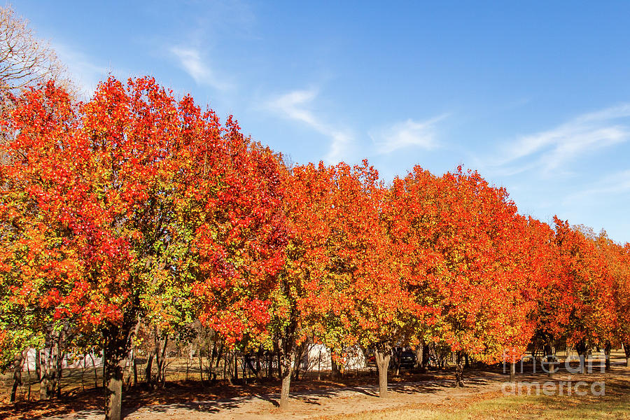 Autumn Trees along Lane Photograph by George Lehmann