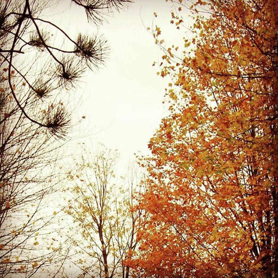 Autumn Trees Photograph by Amanda Richter