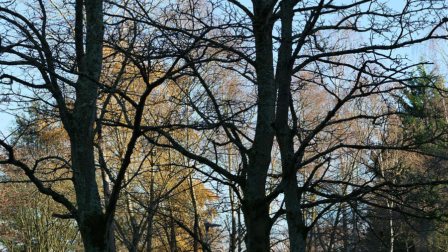 Autumn trees and leaves by Santosh Puthran Autumn trees and leaves by Santosh Puthran