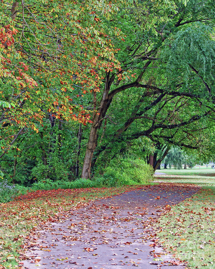 Autumn Trees At Bisset Park Photograph by Kerri Farley