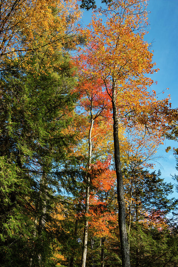 Autumn Trees Photograph by Barry Wills