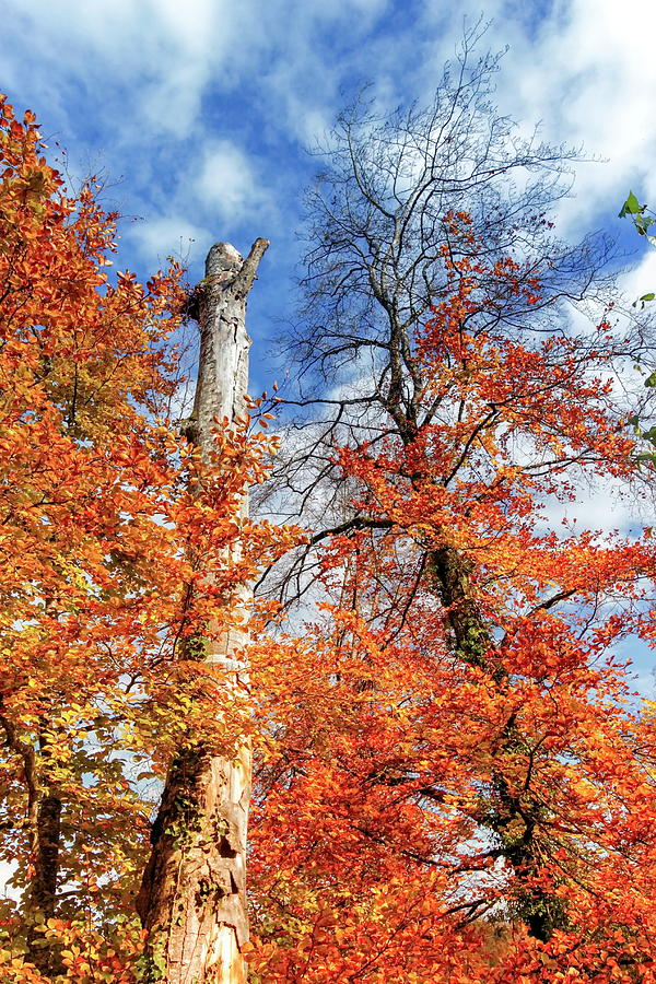 Autumn trees by day Photograph by Elenarts - Elena Duvernay photo