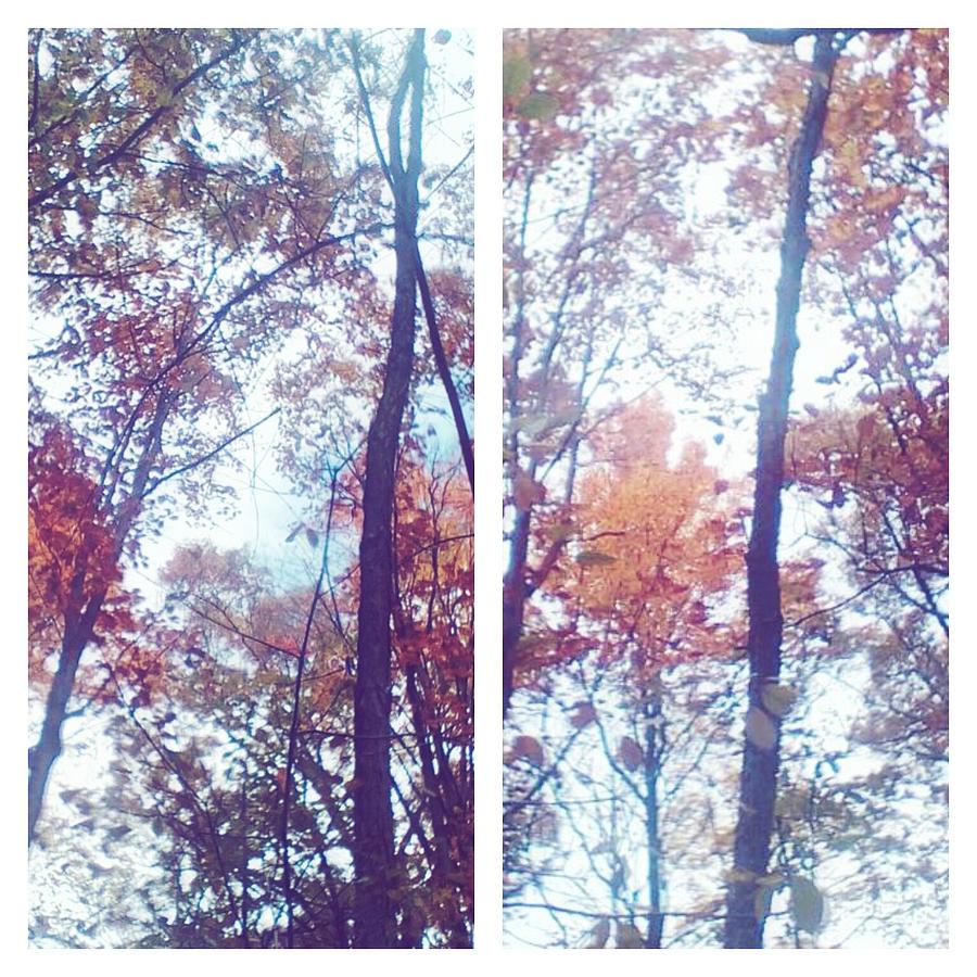 Autumn Trees Collage Photograph