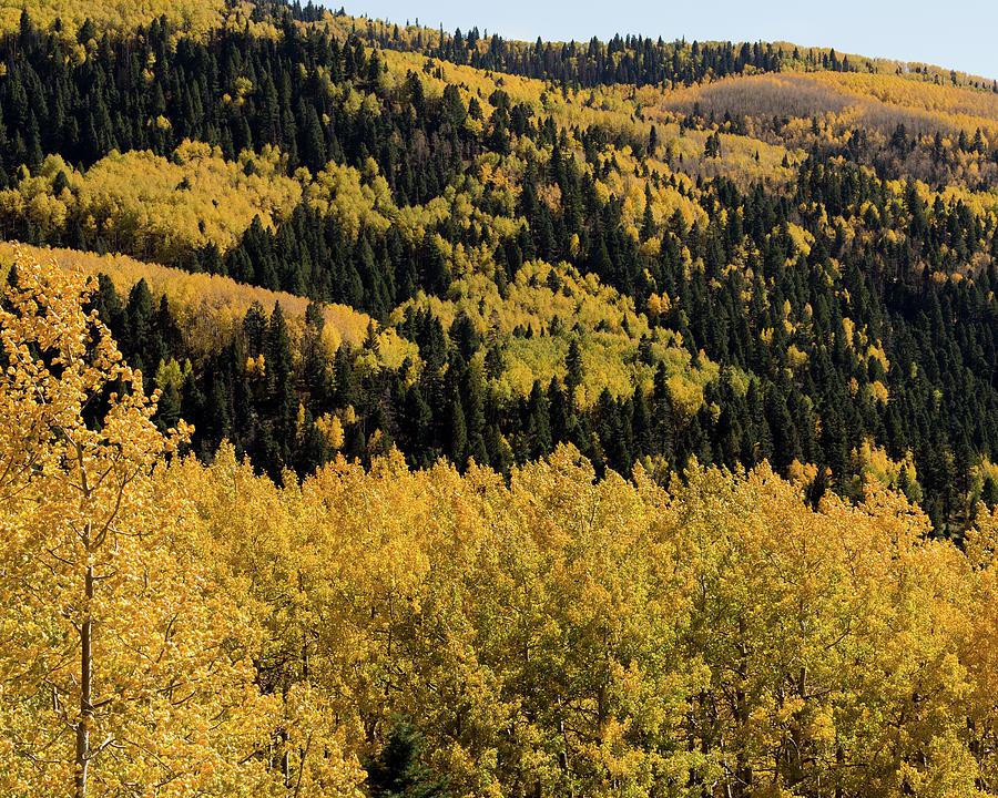 Fall Photograph - Autumn Trees, Conejos County, CO by Troy Montemayor
